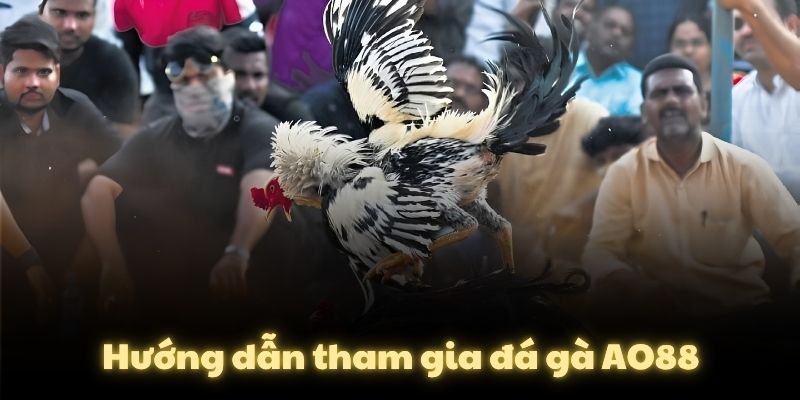 Hướng dẫn tham gia đá gà AO88
