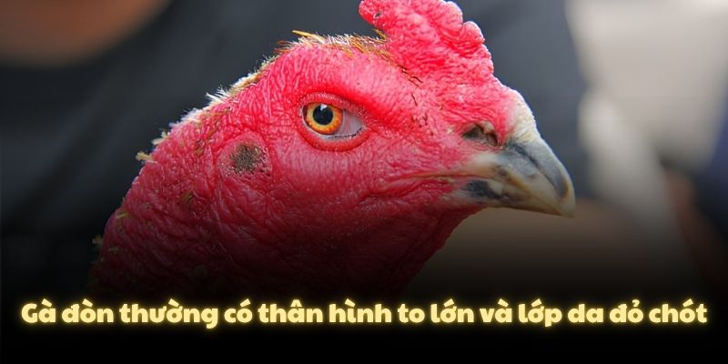 Gà đòn thường có thân hình to lớn và lớp da đỏ chót
