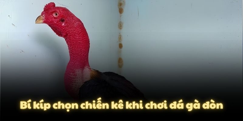 Bí kíp chọn chiến kê khi chơi đá gà đòn