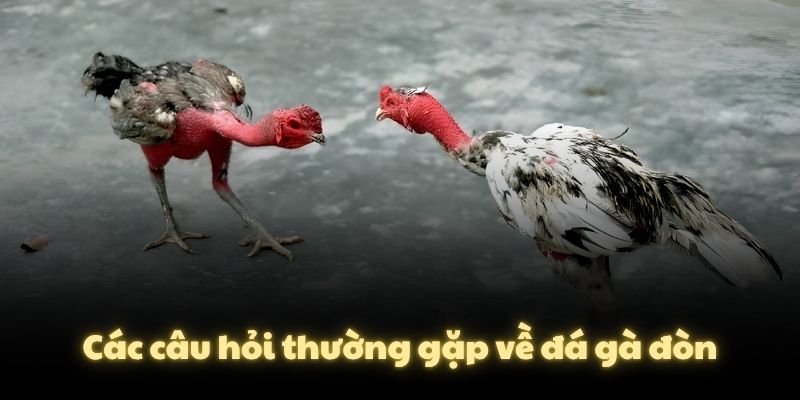 Các câu hỏi thường gặp về đá gà đòn