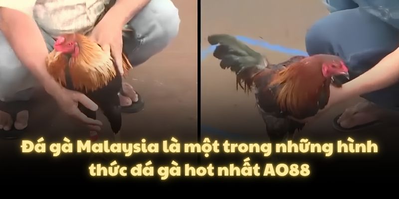 Đá gà Malaysia là một trong những hình thức đá gà hot nhất AO88