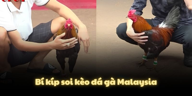 Bí kíp soi kèo đá gà Malaysia