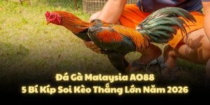 Đá Gà Malaysia AO88 5 Bí Kíp Soi Kèo Thắng Lớn Năm 2026