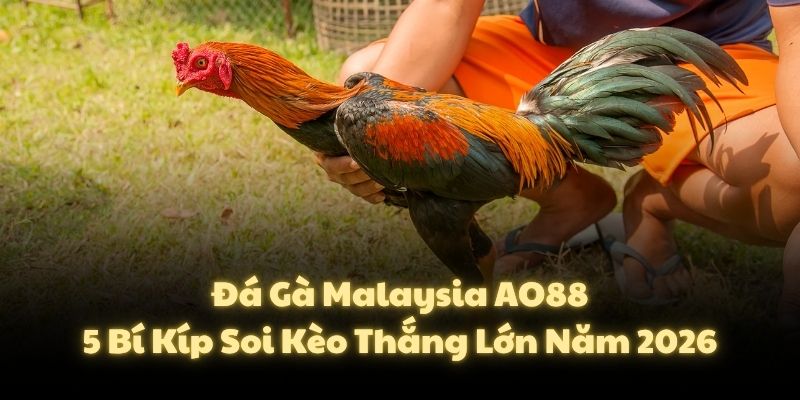 Đá Gà Malaysia AO88 5 Bí Kíp Soi Kèo Thắng Lớn Năm 2026